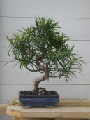 :  > Podocarpus