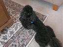 Ps plemena:  > Pudl (Poodle, Caniche)