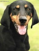 Ps plemena:  > Rakousk krtkosrst honi (Austrian Black and Tan Hound)