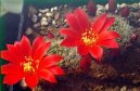 Fotky: Rebutia miniscula (foto, obrazky)