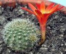 Fotky: Rebutia miniscula (foto, obrazky)