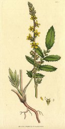 :  > epk Lkask (Agrimonia eupatoria)