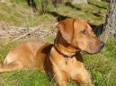 Rhodsk ridgeback, Rhodzsk ridgeback