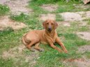 Rhodsk ridgeback, Rhodzsk ridgeback