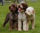 :  > Romaolsk vodn pes (Romagna Water Dog / Lagotto Romagnolo)