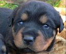 :  > Rotvajler (Rottweiler)