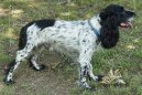 :  > Rusk panl (Russkij Ochotniij Spaniel, Russian Spaniel)