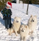 Ps plemena:  > Samojed (Samojedskaja Sobaka)