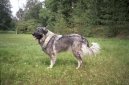 :  > arplaninsk pasteveck pes (Yugoslav Shepherd Dog)