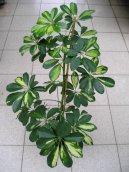 :  > eflera (Schefflera)