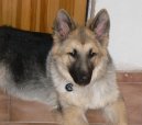 :  > Shilohsk ovk (Shiloh shepherd)