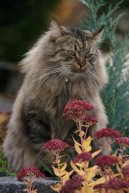 Koky: Polo-dlouhosrst > Sibisk koka (Siberian Cat)