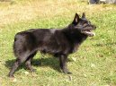 :  > iperka (Schipperke)