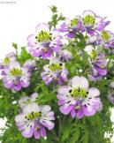 :  > izantus (Schizanthus)