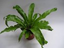 :  > Slezink (Asplenium scolopendrium)