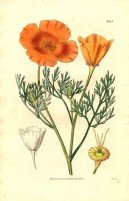 :  > Sluncovka Kalifornsk (Eschscholzia californica)