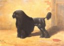 :  > rov pudl (Corded Poodle)