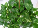 :  > plhavnice, scindapsus, potos (Epipremnum)