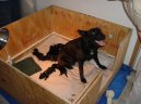 :  > Stanoven optimln doby kryt fen (Veterinrn rady)