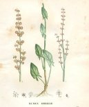 :  > ovk Kysel (Rumex acetosa L.)