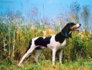 :  > vcarsk honi (Schweizer Laufhund - Chien Courant Suisse, Swiss Hound)