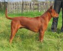 Thajsk ridgeback