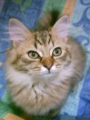 :  > Tiffany koka (Tiffany Cat / Chantilly)