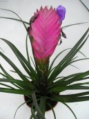 Pokojov rostliny:  > Tillandsie (Tillandsia)