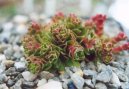 Pokojov rostliny:  > Tlustice (Crassula)