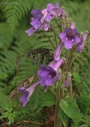 Pokojov rostliny:  > Toivka (Streptocarpus)