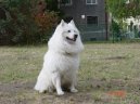 :  > Nmeck pic velk (Deutscher spitz - Grossspitz, German Spitz  Giant Spitz)