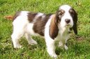 :  > Velk vendesk hrubosrst baset (Grand basset griffon vendeen)