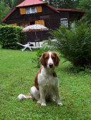 Ps plemena:  > Velpringrpanl (Welsh Springer Spaniel)