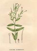 :  > Vrbovka malokvt (Epilobium parviflorum Schreb)