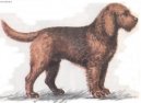 :  > Vydra (Otterhound)