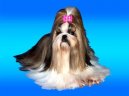 :  > Vstavn prava (Vstavn prava shih-tzu)