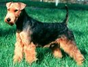 Ps plemena:  > Welsh terier (Welsh Terrier)