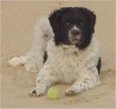 :  > Wetterhoun, Wetterhound (Frisian Water Dog, Wetterhoun)