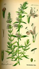 :  > Yzop Lkask (Hyssopus officinalis)