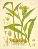 :  > Zzvor Lkask (Zingiber officinalis)