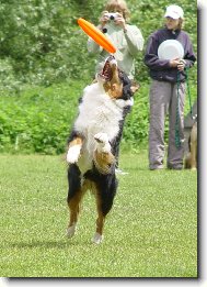 Chuckie frisbee