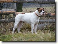 american bulldog /typ standart/