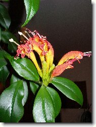 aeschynanthus pseciosus