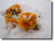 Primula vulgaris