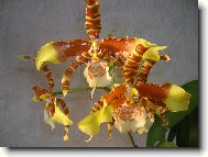 Odontoglossum grande