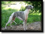 Whippet