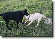 Flat coated retriever a Labradorsk retrievr