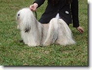 Lhasa Apso