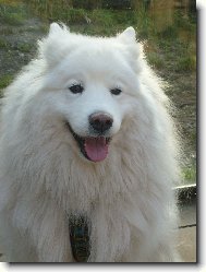 Roztomil Samojed