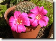 Rebutia